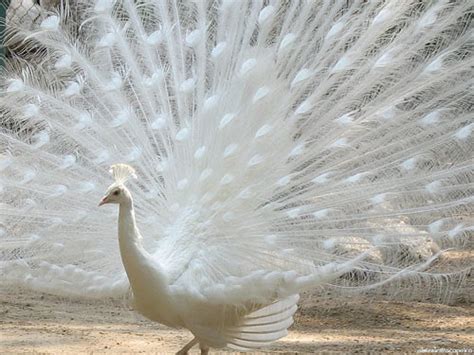 Albino Peacock Feather