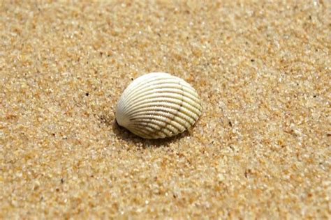 Holden Beach North Carolina Shelling Guide - Holden Beach NC ...