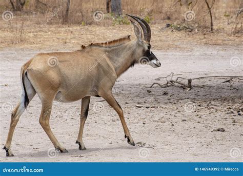 Roan Antelope, Hippotragus Equinus, Portrait,close Up. Stock Photo ...