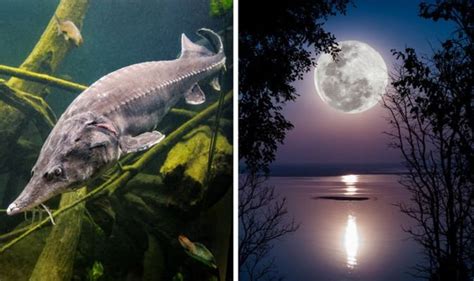 Sturgeon Moon 2019 meaning: Why is the August Full Moon called the ...