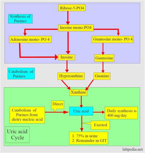 Urine, Uric acid Quantitative (24 hrs Urine Sample), Uricosuria - Labpedia.net