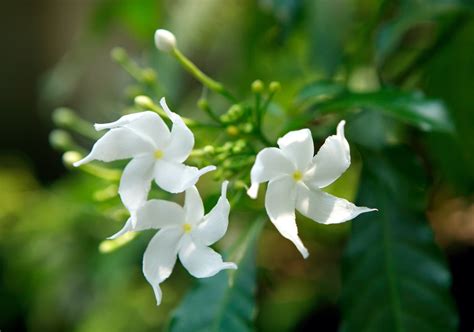 How To Grow & Care For Star Jasmine | Horticulture.co.uk