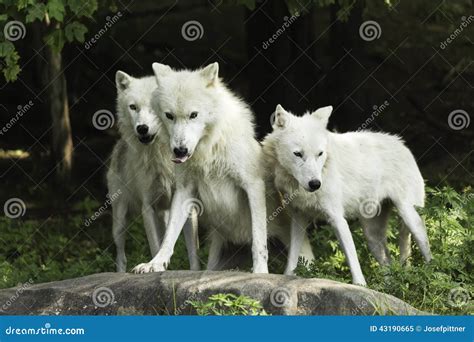 An Arctic Wolf Pack In A Forest Stock Photo - Image: 43190665