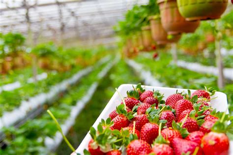 Coco Coir and Strawberry Plants | Why You Should Grow Strawberries in Coir?