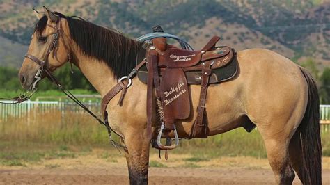 BUCKSKIN HEEL HORSE 5 YEAR OLD AQHA GELDING 15.1 HANDS TALL - YouTube