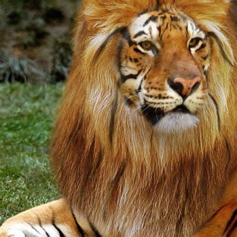 Amazing Ligar (lion/tiger hybrid) I want one!!! | ivostar | Flickr