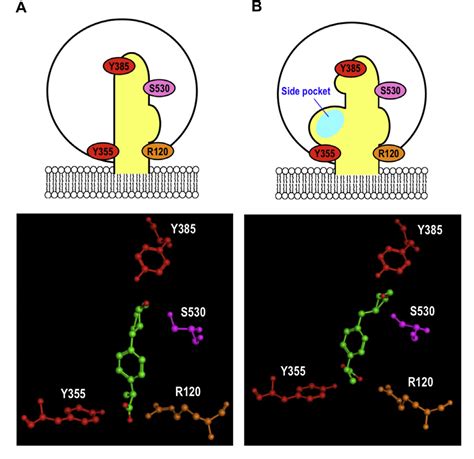 Figure 2 from Synthesis and biological evaluation of loxoprofen ...