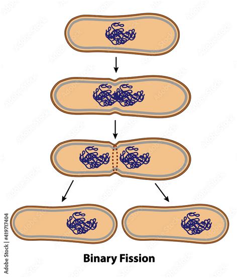 Binary fission process of cell reproduction in the division stages ...