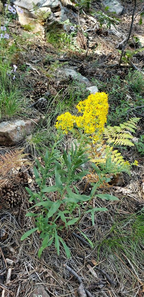 Woods Canyon Lake Trail - Arizona | AllTrails