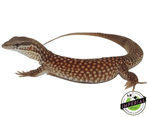 Red Ackie Monitor For Sale - Imperial Reptiles – IMPERIAL REPTILES ...