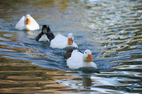 White Duck on Water · Free Stock Photo