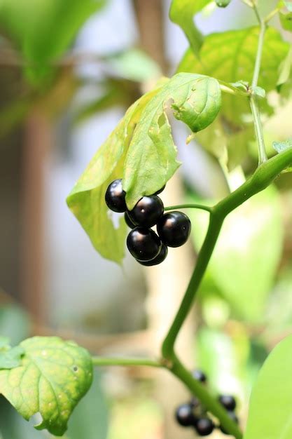 Premium Photo | Ranti plant or leunca solanum ningrum l is vegetable plant which is popular in ...