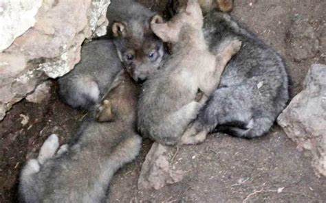 In the News: Litter of Mexican Gray Wolf Pups Brings New Hope – Lobos of the Southwest