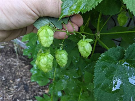 Cascade Hops Fruit In First Growing Season - August 2021