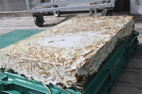 Homegrown Mushroom Mycelium Insulation Panels (fungi forum at permies)