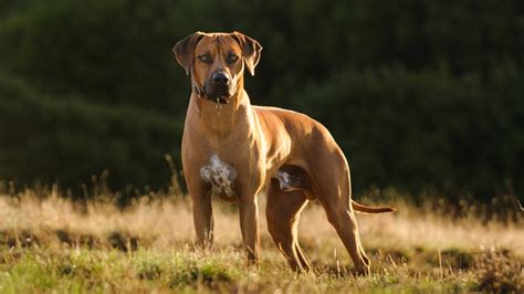 The Dog Breed That Once Hunted Lions