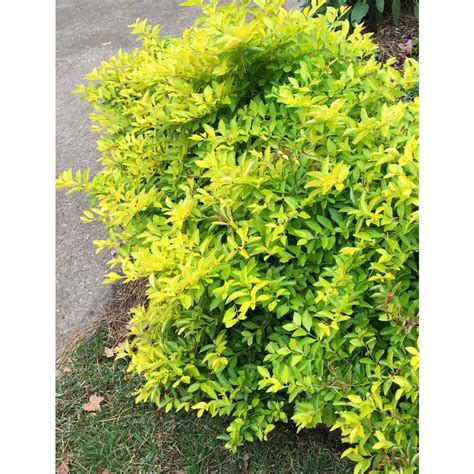 OnlinePlantCenter 3 Gal. Gold Mound Duranta Flowering Shrub with Tiny Lavender Flowers DGM001G3 ...