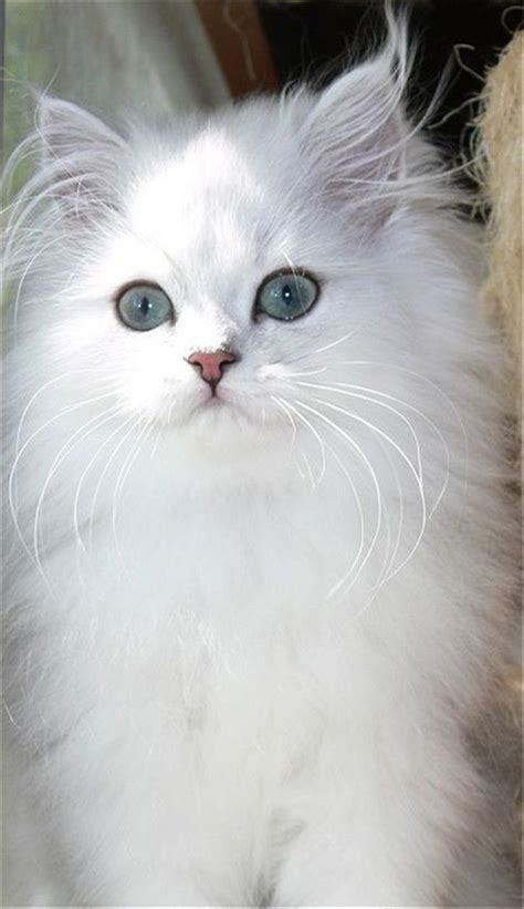 Image - Beautiful White Persian Cat.jpg | Cats Wiki | FANDOM powered by Wikia