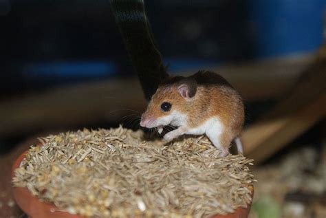 11 of the Smallest Mammals in the World