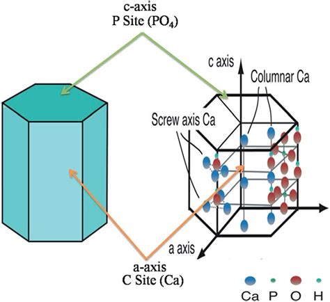 Hexagonal crystal structure of HA with " C " and " P " sites. The... | Download Scientific Diagram