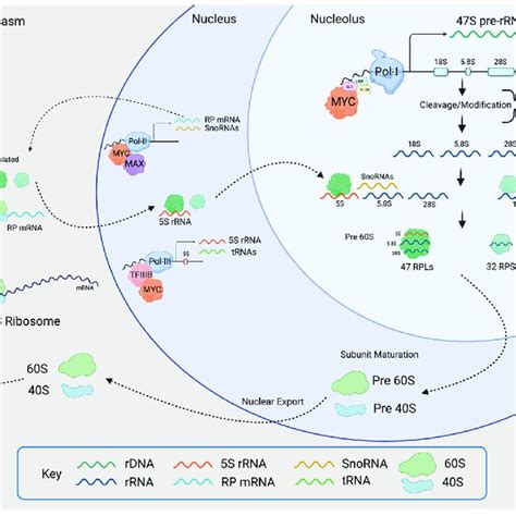 Ribosomal biogenesis and structural ribosome components are upregulated ...