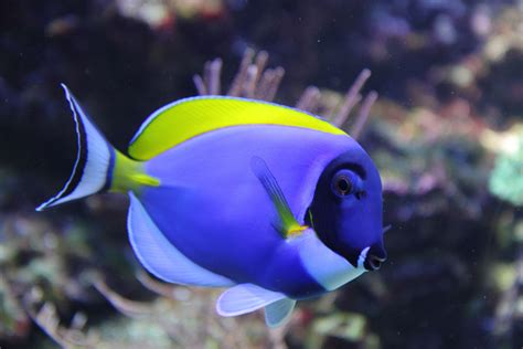 Tropical fish. | Peces tropicales de agua dulce, Pescado marino, Acuario agua salada