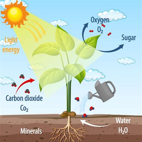 What is Photosynthesis - Shaazu