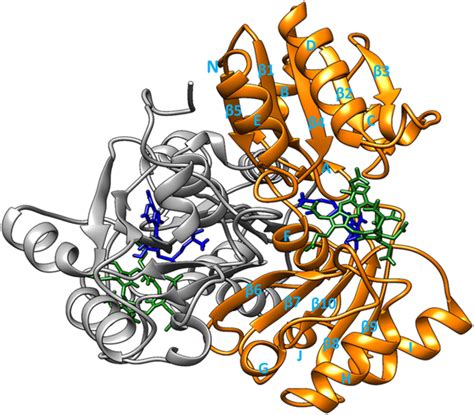 15+ Structure 3D Enzyme