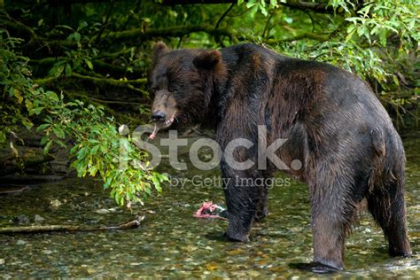 Grizzly Bear Eating A Fish Stock Photo | Royalty-Free | FreeImages