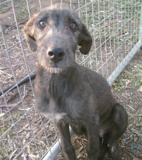 Scruffy (now has holding deposit ) - Medium Male Whippet Mix in VIC | Whippet mix, Dog breeds ...