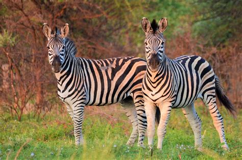 Our 7 favorite safari animals in Malawi » 1 2 Travel Africa