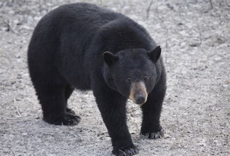 Spring Bear Hunting: 9 Ways To A True Trophy-Class Bruin - HuntStand