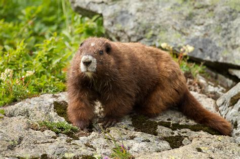 [Rare Animals] The Vancouver Island marmot (Marmota vancouverensis); DISPLAY FULL IMAGE.