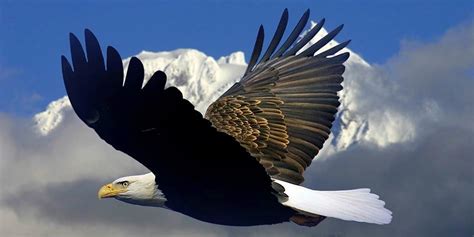 Bald eagle – the national bird of the USA | DinoAnimals.com