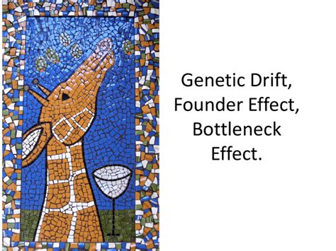 Genetic Drift, Founder Effect, Bottleneck Effect