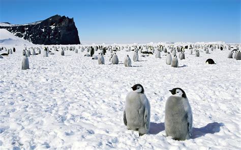 penguins, Happy, Feet, Emperor, Antarctica Wallpapers HD / Desktop and Mobile Backgrounds