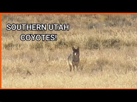 SOUTHERN UTAH COYOTE HUNT - YouTube