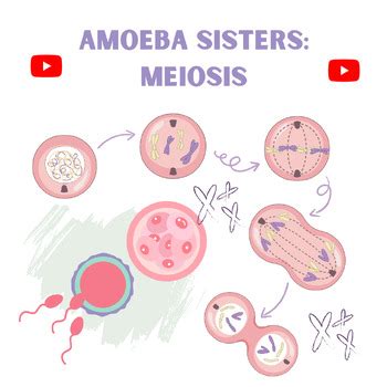 VIDEO WORKSHEET Amoeba Sisters - MEIOSIS by The Biology Chick | TPT