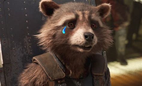 'Guardians of the Galaxy': Rocket's Real Life Model Oreo the Raccoon Has Passed Away