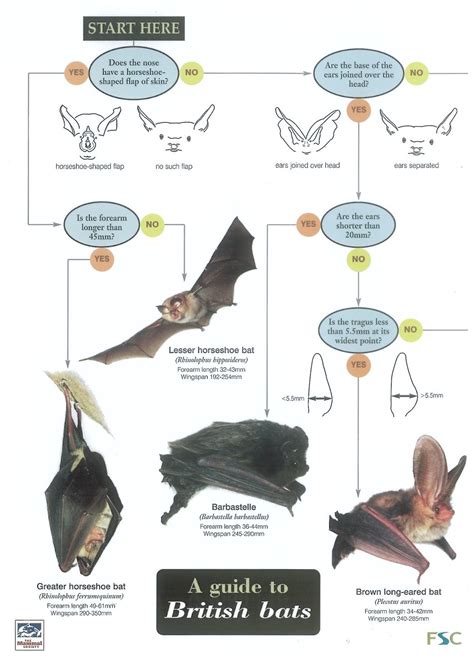 A Guide to British Bats