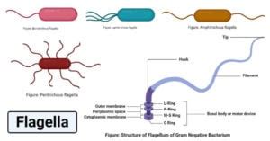 Flagella: Structure, Types, Arrangement, Functions, Examples