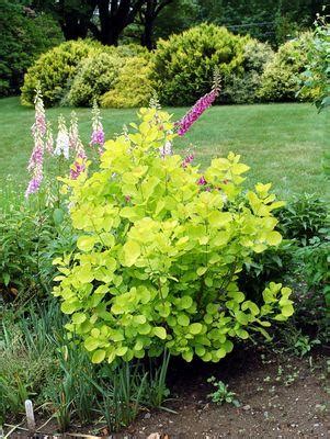 Cotinus coggygria 'Golden Spirit' Golden Spirit Smokebush from Prides Corner Farms