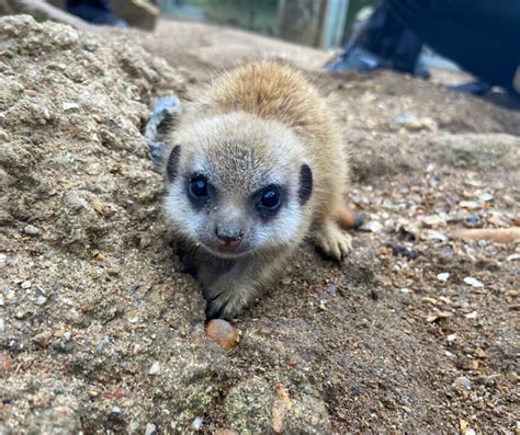 Newborn Meerkats