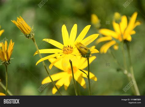 Yellow Sunchoke Flower Image & Photo (Free Trial) | Bigstock