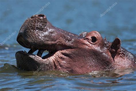 Hippo swimming in river — Stock Photo © Gi0572 #147694913