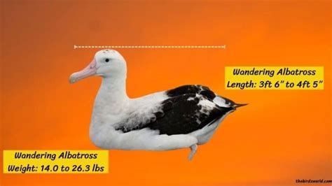 Wandering Albatross Size: How Does It Compare With Others?