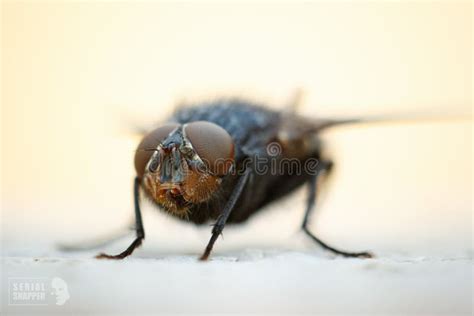 Closeup Shot of the Details of a Fly Face Stock Photo - Image of ...