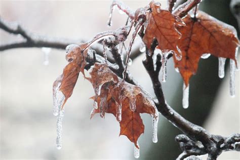 Devastatingly Beautiful : An Ice Storm Hits Toronto | Loulou Downtown