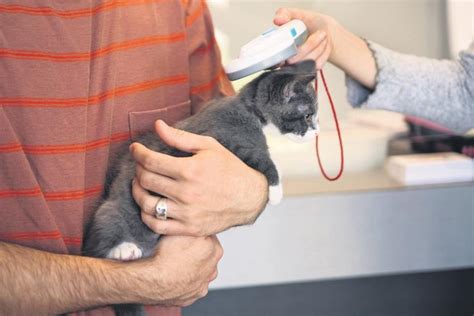 The Benefits of Microchipping Pets