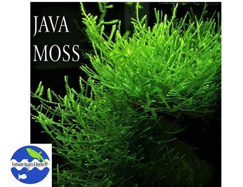 Live Java Moss Aquarium Moss Fresh Live Aquarium Moss Decoration Taxiphyllum barieri aquatic ...